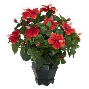Hibiscus Plants