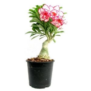 Grafted Adenium Plants