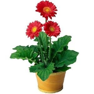 Gerbera Flower Plants