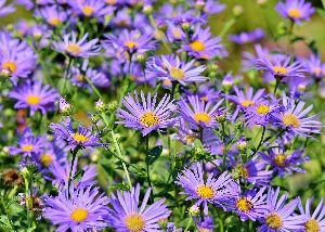 Aster Flower Plants