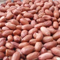 Bold Peanut Kernels