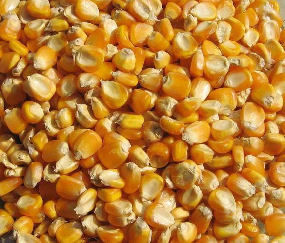 Yellow Corn Seeds