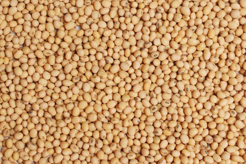 Sorghum Seeds