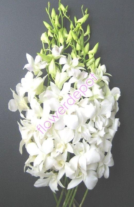 Fresh Orchid Flowers