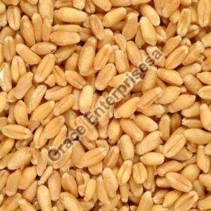 Organic Wheat Seeds