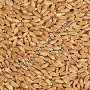 Natural Wheat Seeds