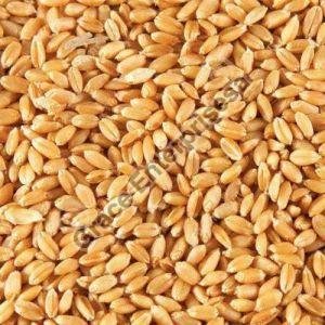 Hybrid Wheat Seeds