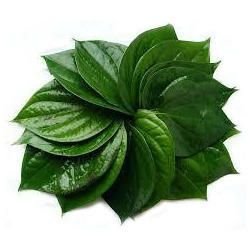 Fresh Betel Leaves
