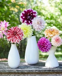 Fresh Dahlia Flower