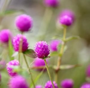 Fresh Globe Amaranth Flower