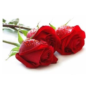 Fresh Rose Flowers