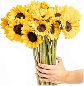 Fresh Sunflower Flower