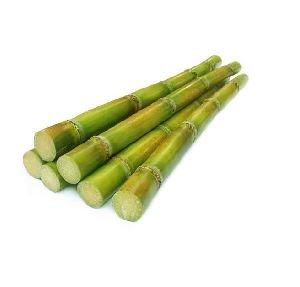 Fresh Sugarcane