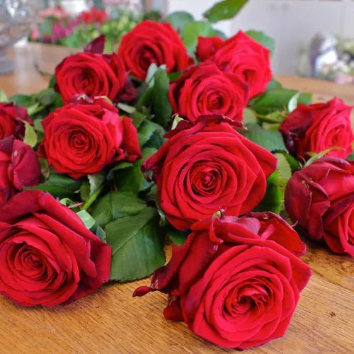 Fresh Rose Flowers