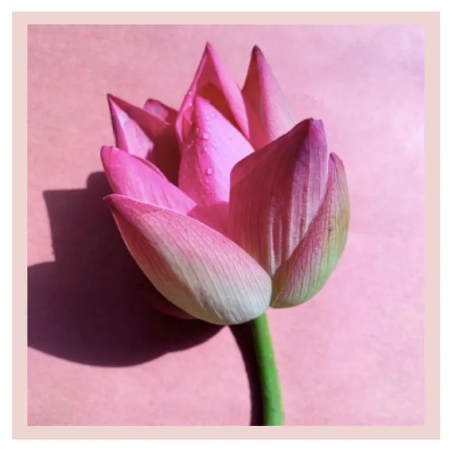 Fresh Lotus Flowers