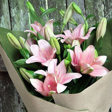 Fresh Lily Flowers