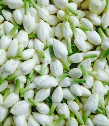 Fresh Jasmine Flower
