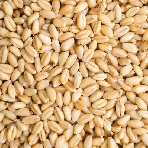 Durum Wheat Seeds
