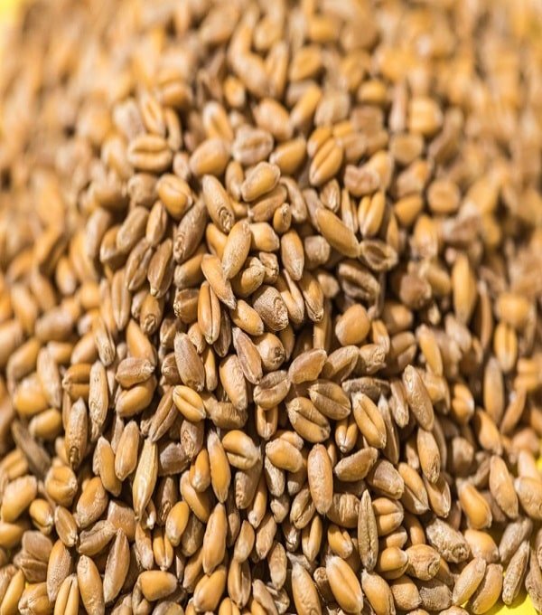 Organic Wheat