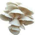 Fresh King Oyster Mushroom