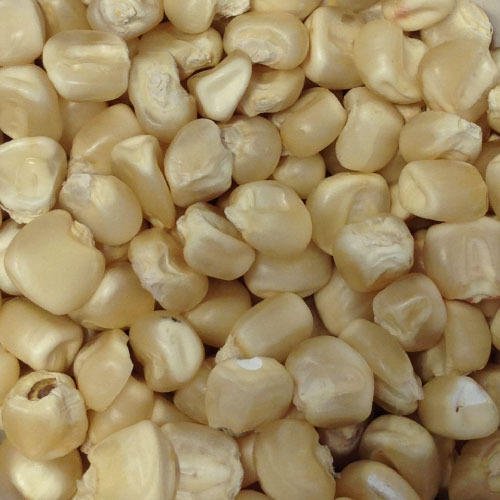 White Sweet Corn Seeds