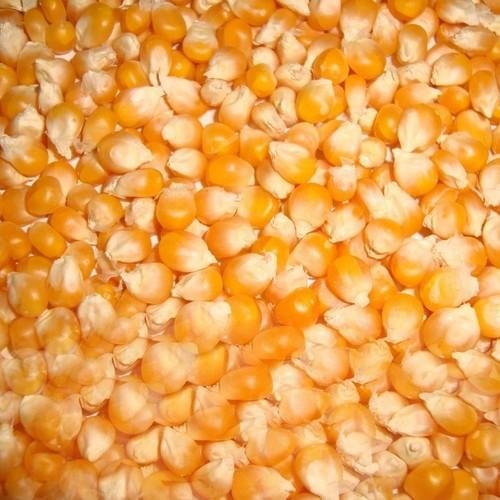 Yellow Corn Seeds