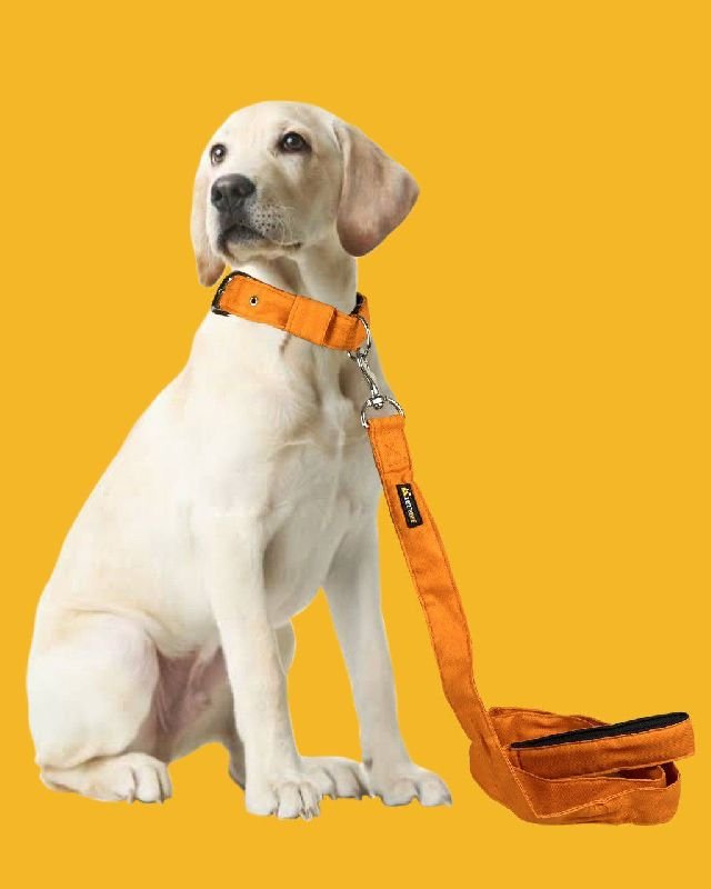 BFF Canvas Material Padded Leash & Collar