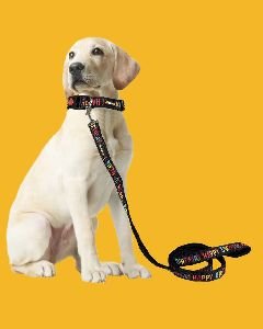 BFF Happy Birthday Padded Leash & Collar