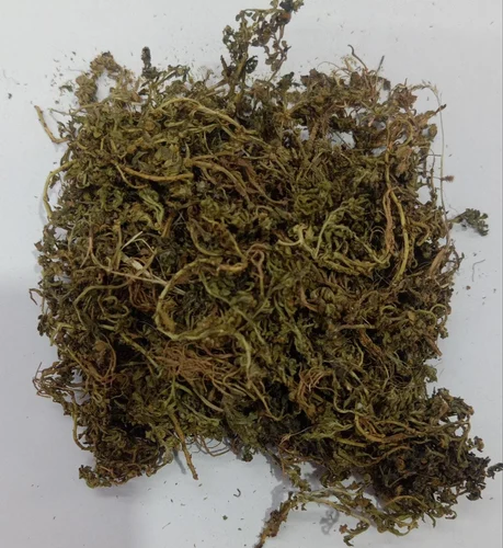 Mugwort Dried Leaves