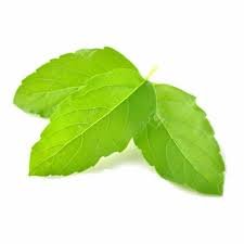 Tulsi Leaf