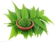 Neem Leaf