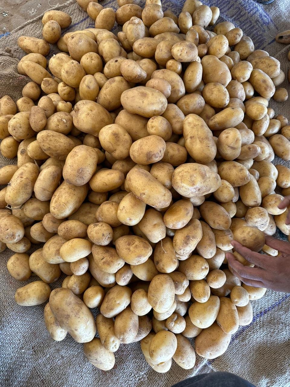 Potatos