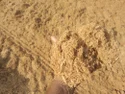 Bagasse