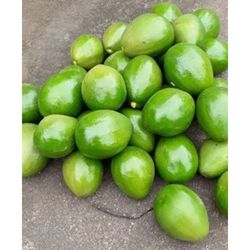 Indian Avocado