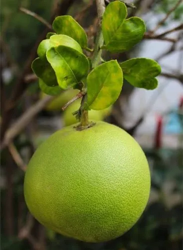 Pomelo Fruit