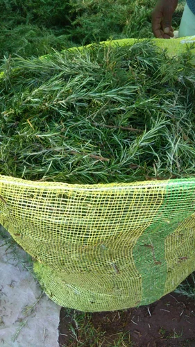 Fresh Rosemary Leaves