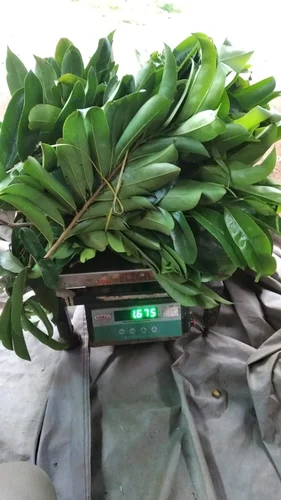 Soursop Leaves