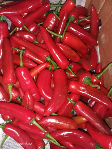 Red Jalapeno