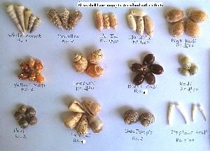 Sea Shell
