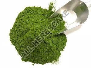 Alfalfa Powder