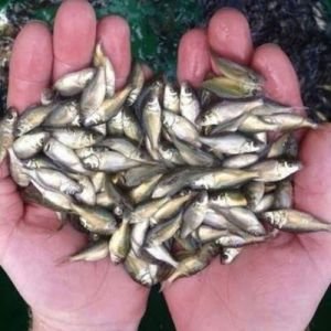 Common Carp Fish Seeds