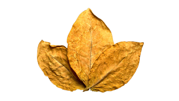 Indian Culcutti Gred - 2