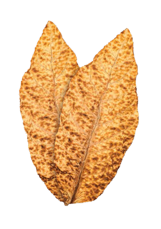 Lal Chapadiu Gred - 1