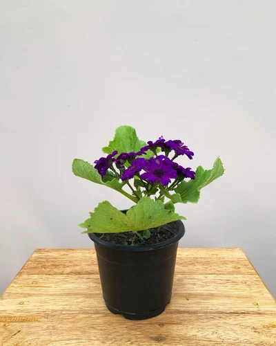 Cineraria Plants