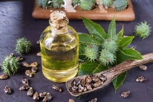 Castor Seeds Oil