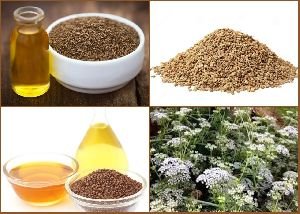 Ajwain Oil