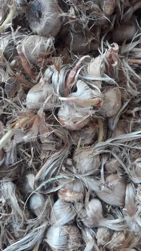 kashmiri saffron bulbs
