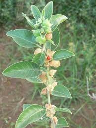 Ashwagandha Plant
