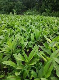 Black Turmeric Plant