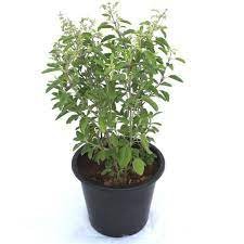 Tulsi Plant